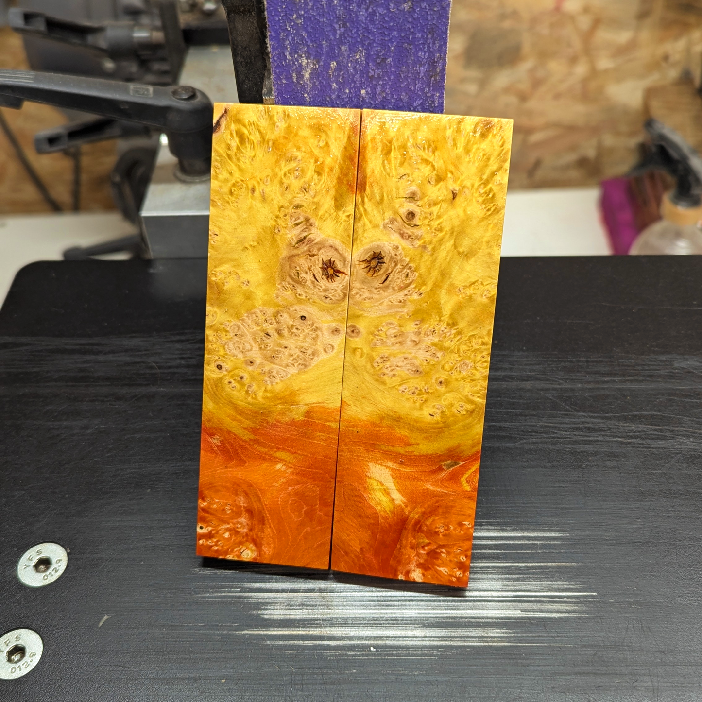 Boxelderburl Scales - Orange and Yellow